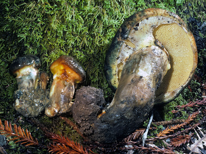 Suillus ponderosus